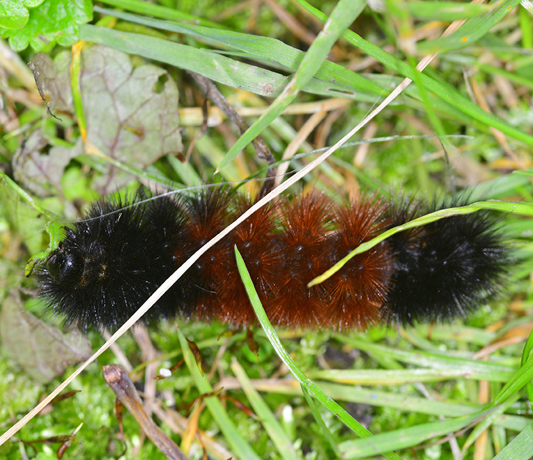 Woolly Bear caterpillar